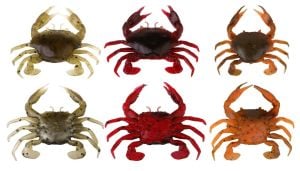 Savage gear LB 3D Manic Crab 5 cm 4 Adet Sahte Balık